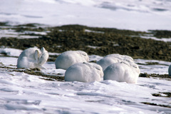 Lepus arcticus