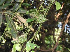 Gynostemma pentaphyllum