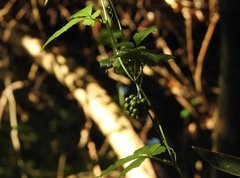 Gynostemma pentaphyllum