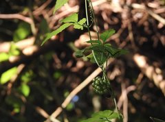 Gynostemma pentaphyllum