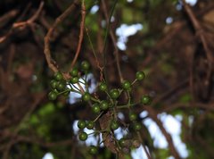 Gynostemma pentaphyllum