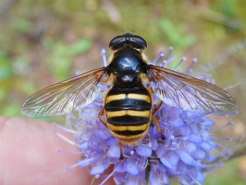 Yellow-barred Peat Hover Fly photo 6