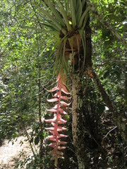 Tillandsia prodigiosa