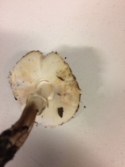 Leucoagaricus flammeotinctus