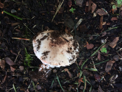 Leucoagaricus flammeotinctus