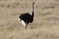 Struthio molybdophanes