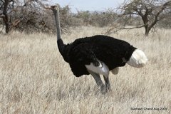 Struthio molybdophanes