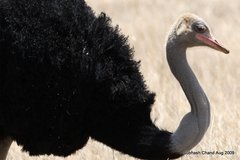 Struthio molybdophanes