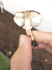 Leucoagaricus flammeotinctus