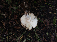 Leucoagaricus flammeotinctus