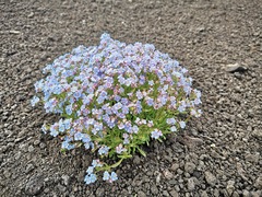 Eritrichium sericeum