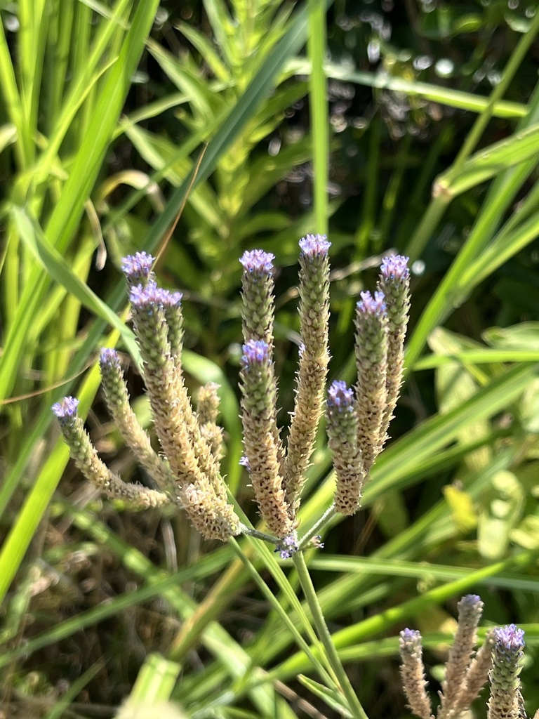 Verbena bonariensis