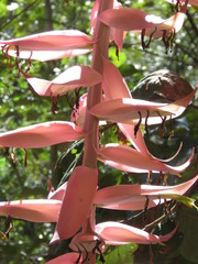 Tillandsia prodigiosa