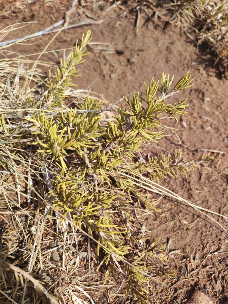 Rosmarinus officinalis