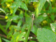 Ascalohybris subjacens