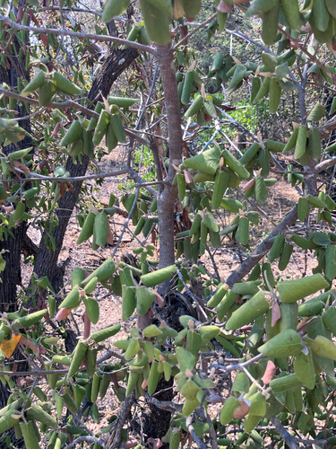 Lebombo Ironwood (Androstachys johnsonii)