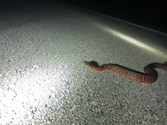 Nerodia fasciata × clarkii