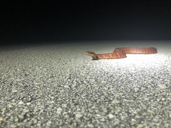 Nerodia fasciata × clarkii