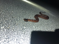 Nerodia fasciata × clarkii