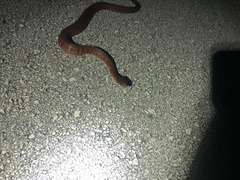 Nerodia fasciata × clarkii