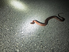 Nerodia fasciata × clarkii