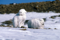 Lepus arcticus