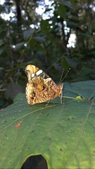 Vanessa atalanta image