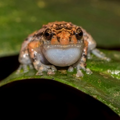 Northern Ornate Nursery-Frog photo 2