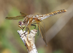 Sympetrum madidum