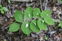 Polygonatum lasianthum