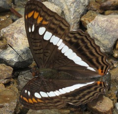 Adelpha alala