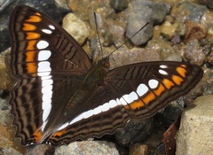Adelpha alala