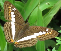 Adelpha alala