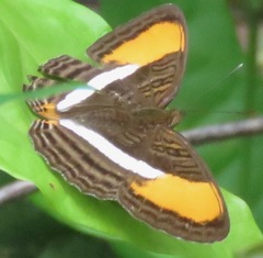Adelpha cytherea