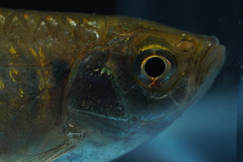 Giant danio (Devario malabaricus) — Cyprinidae — 4