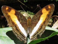 Adelpha jordani
