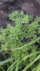 Artemisia australis, photograph author not stated, no rights reserved