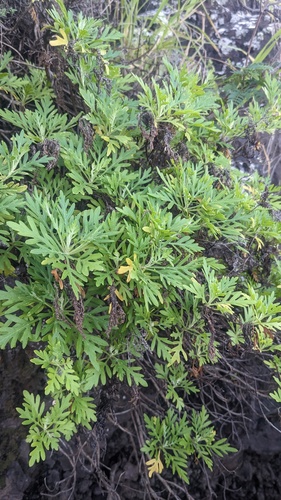 Artemisia australis, photograph 4