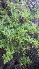 Artemisia australis, photograph author not stated, no rights reserved