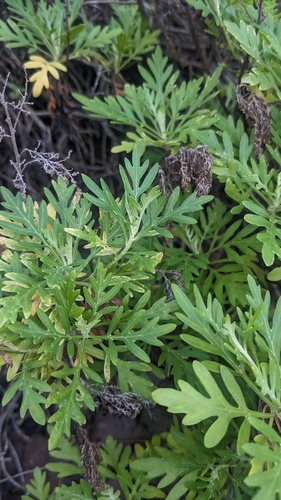 Artemisia australis, photograph 3