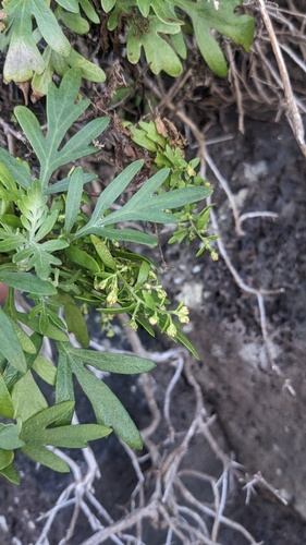 Artemisia australis, photograph 6