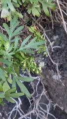 Artemisia australis, photograph author not stated, no rights reserved