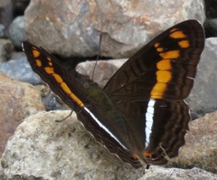 Adelpha olynthia