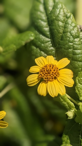 Lipochaeta lobata observed 2023-02-12