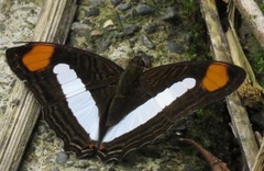 Adelpha thessalia