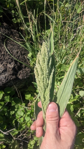 Panicum torridum observed 2023-02-12