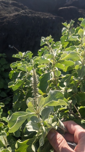 Maui chaff flower (Achyranthes splendens)