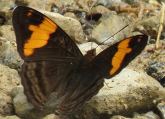 Adelpha zina irma