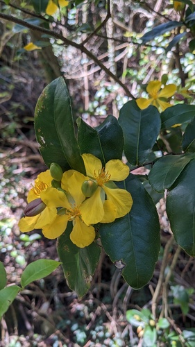 Ochna thomasiana