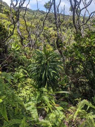 Koli'i (Trematolobelia kauaiensis)
